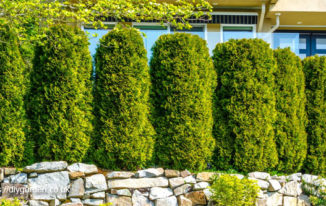 Choosing Trees And Shrubs For Privacy Screens