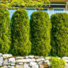 Choosing Trees And Shrubs For Privacy Screens