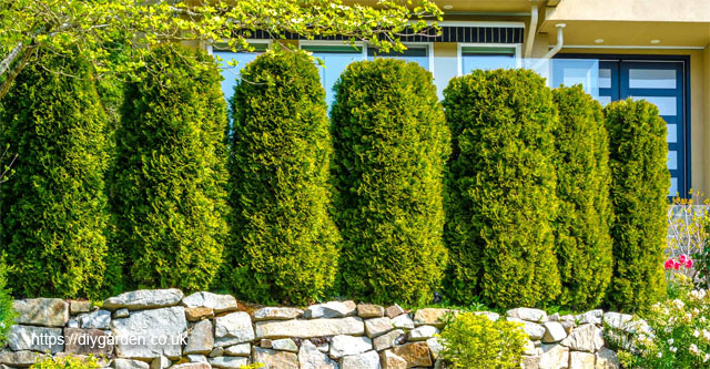 Choosing Trees And Shrubs For Privacy Screens