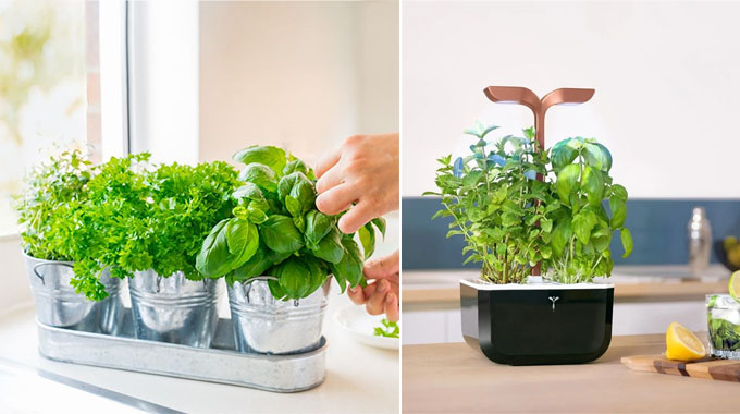 9 Best Indoor Herb Garden Kits Of 2021