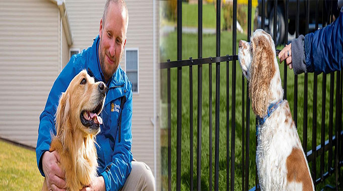 Affordable Invisible Pet Fence Solutions: Ensuring Safety for Your Furry Friends