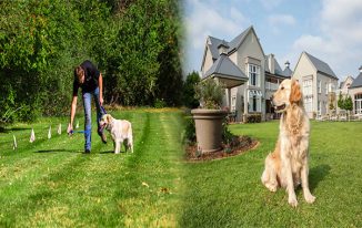 Exploring the Benefits of Underground Dog Fence Systems