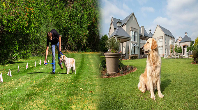 Exploring the Benefits of Underground Dog Fence Systems