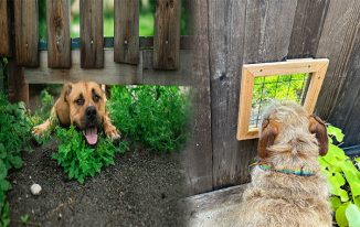 Exploring the Best Hidden Fence for Dogs in Wooded Areas