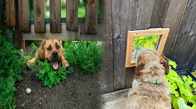 Exploring the Best Hidden Fence for Dogs in Wooded Areas