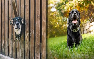 Hidden Fence vs Traditional Dog Fencing Options: Making the Right Choice for Your Pet