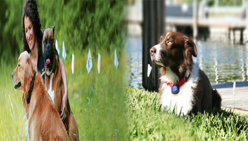 Reviews of Wireless Dog Containment Systems: Everything You Need to Know